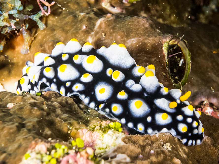 Phyllidia carlsonhoffi